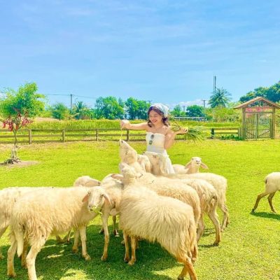 Tour Đảo Bình Hưng 2N2Đ | Khám Phá Ninh Chữ - Đồng Cừu - Vườn Nho