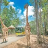 Tour Hoang Dã - Cano Lặn Ngắm San Hô - BBQ Bãi Biển