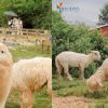 tour-kham-pha-so-thu-zoodoo-da-lat-1-ngay