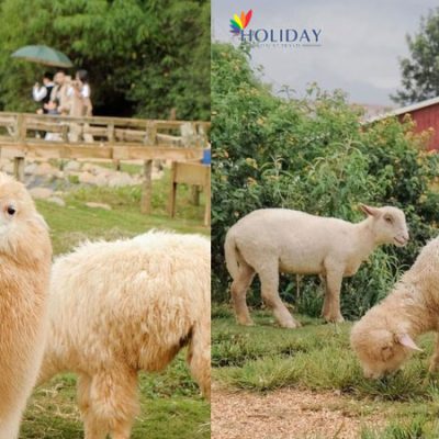 tour-kham-pha-so-thu-zoodoo-da-lat-1-ngay