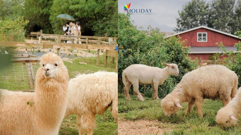 tour-kham-pha-so-thu-zoodoo-da-lat-1-ngay tour-kham-pha-so-thu-zoodoo-da-lat-1-ngay