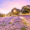 tour-san-co-hong-da-lat