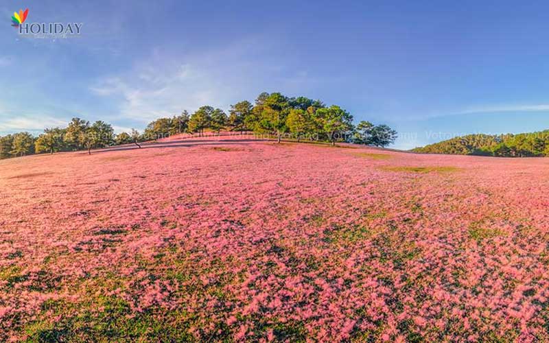 tour-san-co-hong-da-lat-8