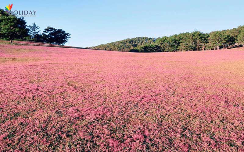 tour-san-co-hong-da-lat-9