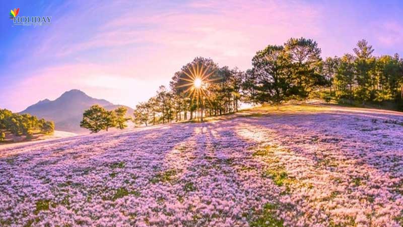 tour-san-co-hong-da-lat tour-san-co-hong-da-lat